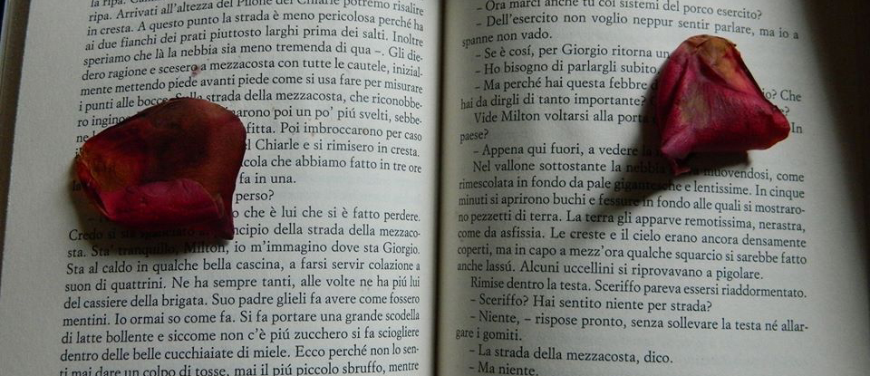 i libri e le rose